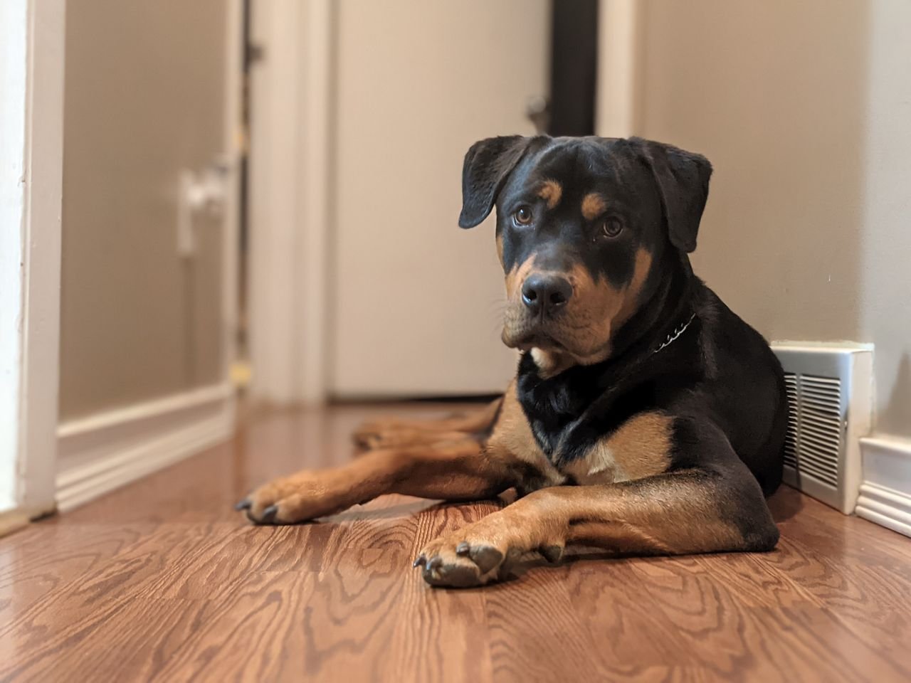 Rottweiler Dog